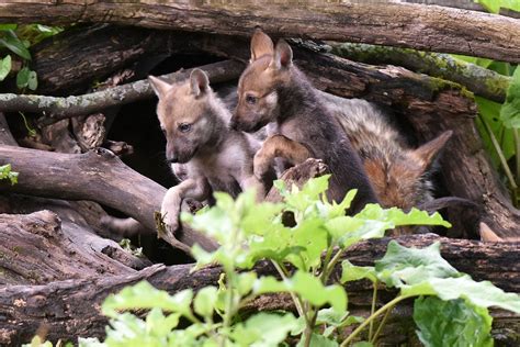 Photos: Mexican Gray Wolf Puppies Born at Brookfield Zoo | La Grange, IL Patch