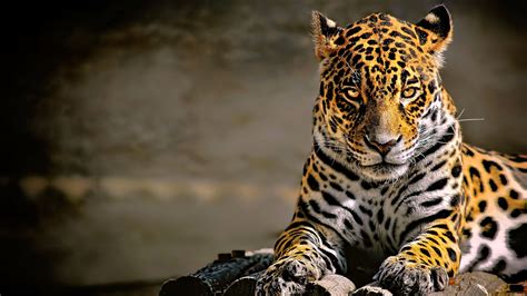 Leopard 4k Glowing Eyes leopard wallpapers, hd-wallpapers, animals wallpapers, 4k-wallpapers