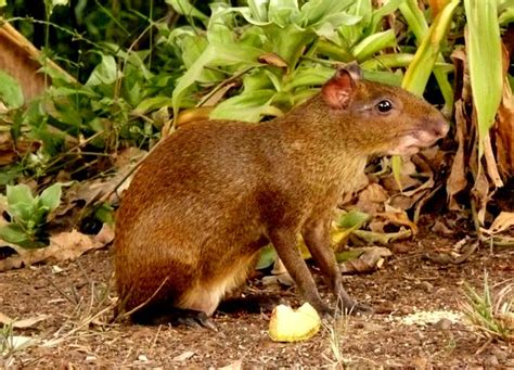 Costa Rica Nicoya Peninsula Wildlife Guide - Agouti and Squirrels