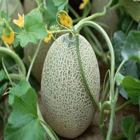 Cantaloupe Melon Seeds — USA Garden Center