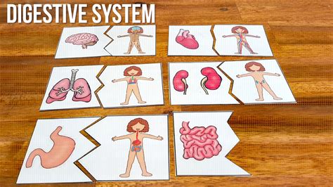 Printable Human Body Puzzles - YouTube