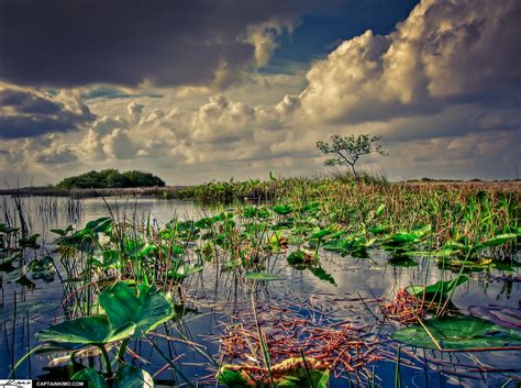 Florida Everglades Wetland Landscape Next to Shark Valley