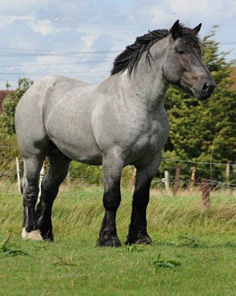 Brabant, or Belgian Trekpaard, stallion Branco. Roans are quite common, as are solid colors. The ...