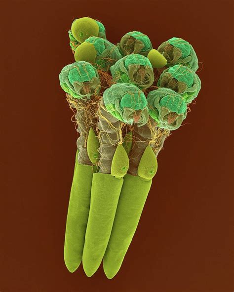 Mosquito Egg Raft With Hatching Larvae Photograph by Dennis Kunkel ...