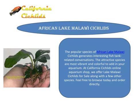 PPT - African Lake Malawi Cichlids PowerPoint Presentation, free ...