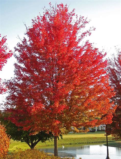 The Best Trees For Parking Lots And Paved Areas