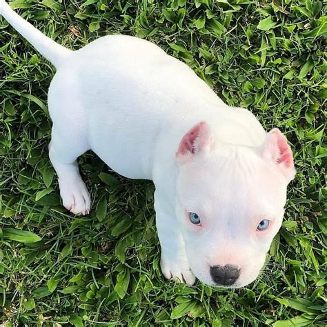 give a name for this white puppy?... give a name for this white puppy? follow@pitbullslovers01 ...