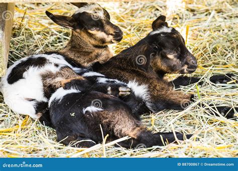 Baby Goats Sleeping on a Farm Stock Image - Image of calistoga, goats: 88700867