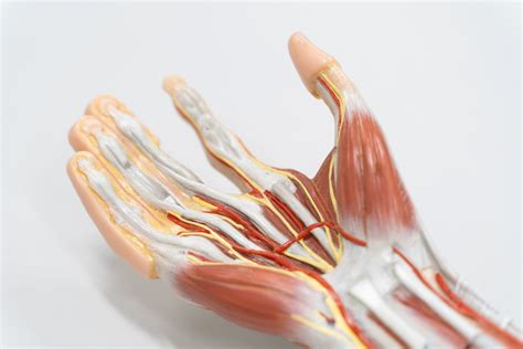 How Many Muscles are in the Hand? - Arora Hand Surgery