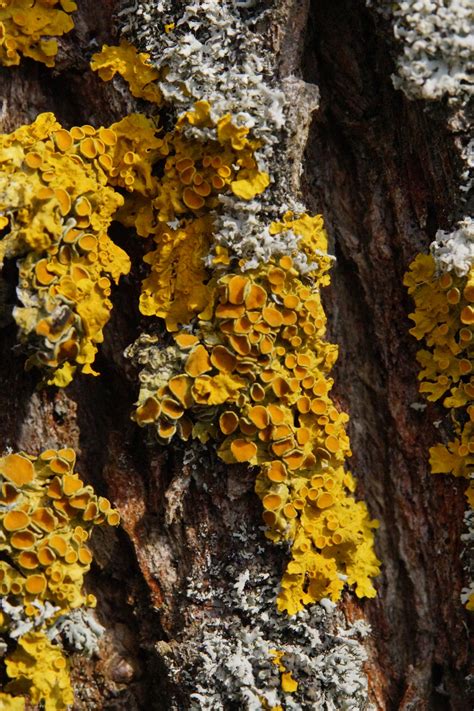 Free Images : nature, branch, structure, wood, texture, leaf, flower ...