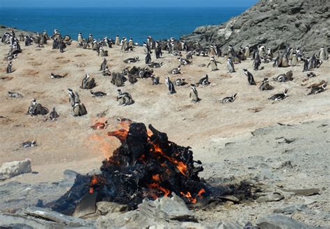 Bird flu in Namibia’s penguins wanes, after killing nearly 500