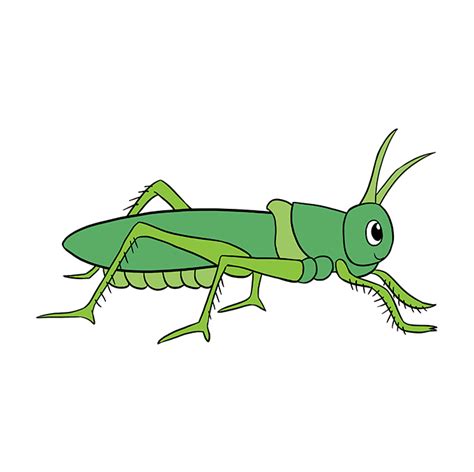 How to Draw a Grasshopper - Really Easy Drawing Tutorial