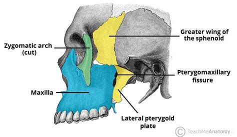 Medial And Lateral Pterygoid Plate / Pterygoid Processes With Medial And Lateral Pterygoid ...