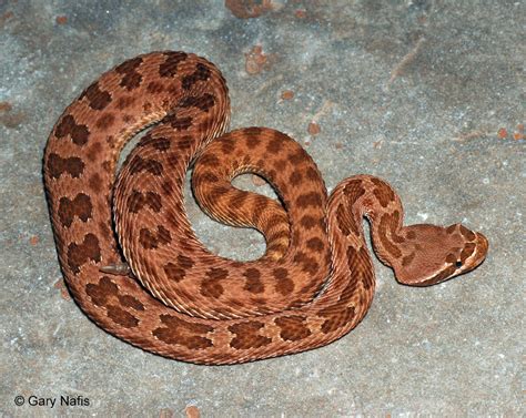 Crotalus viridis nuntius - Alchetron, the free social encyclopedia