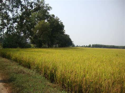 Paddy Field of Punjab ! | Though wheat is primary crop of Pu… | Flickr