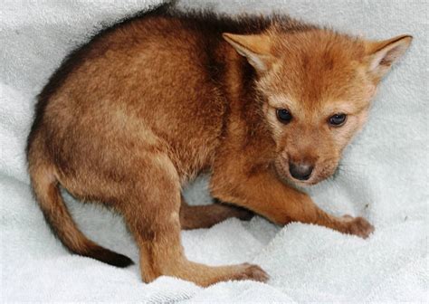 Red wolf pup at Jackson Zoo, a Red Wolf Species Survival Plan Participant. Photo credit theirs ...