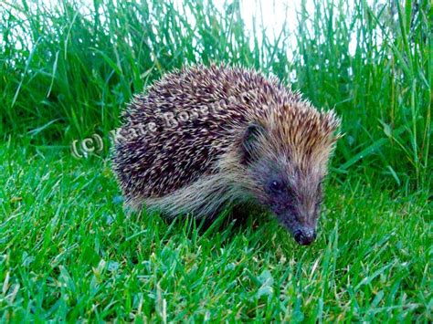 best food for hedgehogs, reviews, buyer's guide | Hedgehog pet, Hedgehog, Best foods