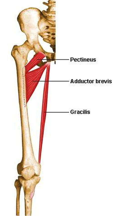 Pictures Of Adductor BrevisHealthiack