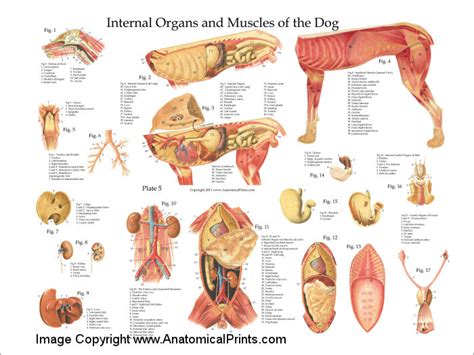 Dog Internal Anatomy Poster