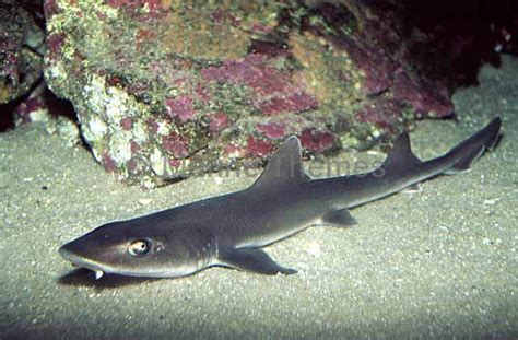 Grey Smoothhound Shark (Mustelus californicus) nostrils nostrels ...