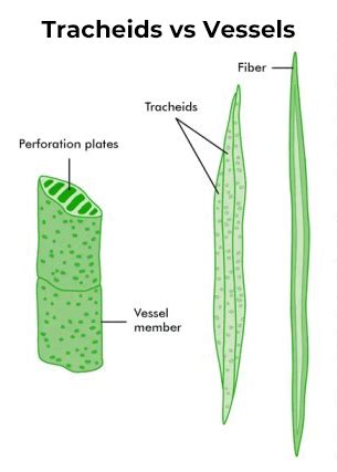 Difference Between Tracheids And Vessels - GeeksforGeeks