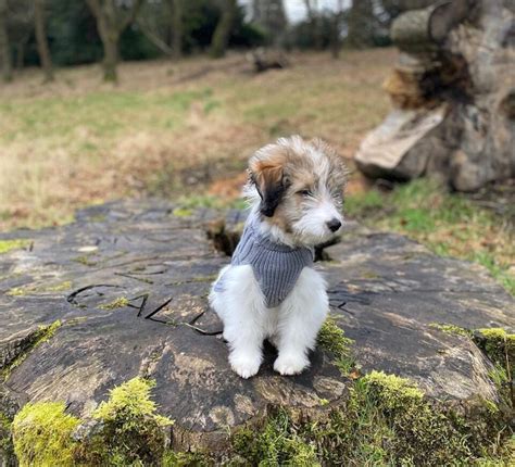 14 Adorable Shetland Sheepdog Mixes: Cuteness Overload!