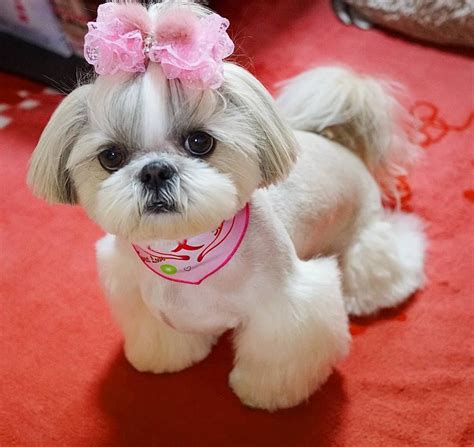 Love this cut for Sophie | Cute baby dogs, Shih tzu dog, Shitzu dogs