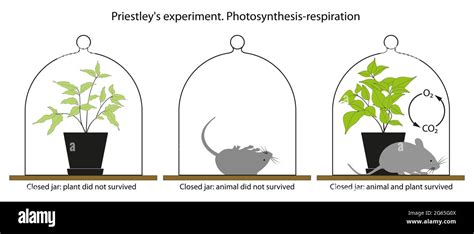 Photosynthesis experiment hi-res stock photography and images - Alamy