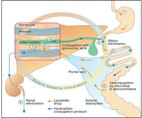 Enterohepatic circulation | Medical knowledge, Physiology, Family planning