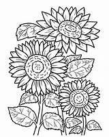 Sunflowers coloring Page  Download Print Or Color Online For Free sketch template