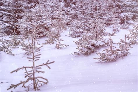 Snowy pine forest with young trees background. 4767692 Stock Photo at Vecteezy