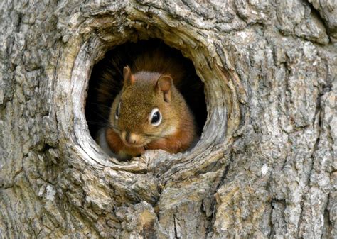 What Do Squirrel Nests Look Like?