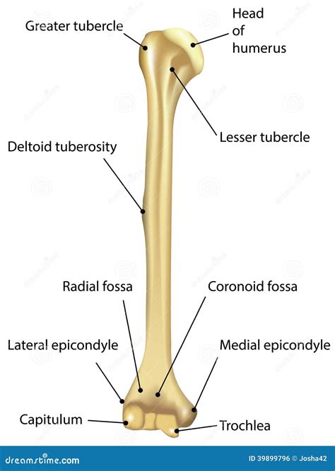 Humerus Labeled Diagram Vector Illustration | CartoonDealer.com #39899796