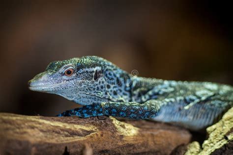 Blue Monitor Lizard Portrait Stock Image - Image of black, beauty: 174190763