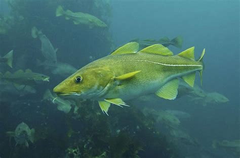 Atlantic Cod Information and Facts