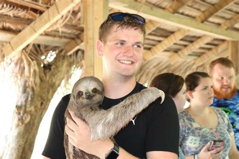 Can You Touch Sloths? The Petting Protocol! - Animal Hype