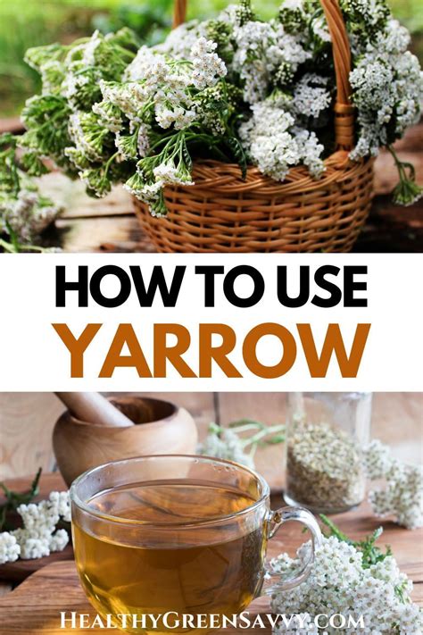 12 excellent yarrow benefits yarrow uses – Artofit