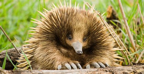 Ten reasons to love echidnas | Natural History Museum