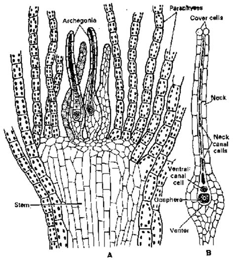 Funaria Diagram