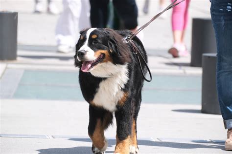 Woman's Reminder About How Much Dogs Love Their Daily Walks Is a Wake ...