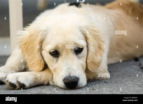 Sad Puppy Dog Eyes Golden Retriever