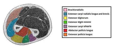 Muscles of the Posterior Forearm - Superficial - Deep - TeachMeAnatomy