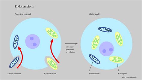 Taxonomy & Evolution – General Microbiology