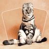 Cat Puzzle Memory Match – smoothyreads.com