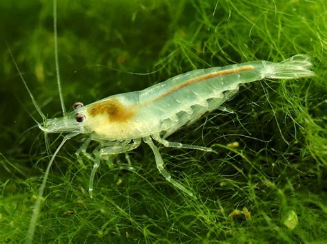 Live Striped Ghost Shrimp for Aquarium fish tank. Great tank cleaners ...