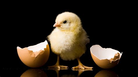 What came first, the chicken or the egg? Scientists finally have an ...