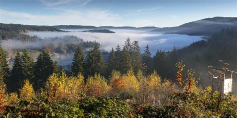 The German Forest | Facts about art, culture, history