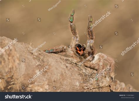 64 Tarantula Old World Images, Stock Photos & Vectors | Shutterstock