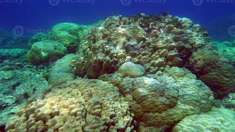 Beautiful coral reefs of the Red Sea. 11129177 Stock Photo at Vecteezy