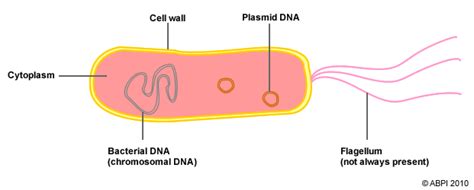 1.2 Five Kingdom classification – A* understanding for iGCSE Biology | PMG Biology